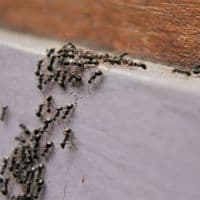 ant exterminator london