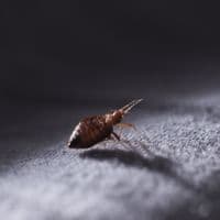 bed bug exterminator london