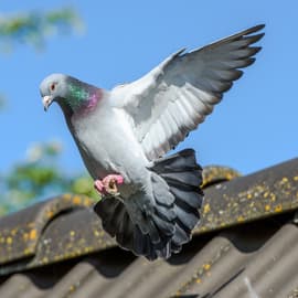 bird removal london