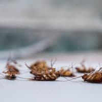 cockroach exterminator london