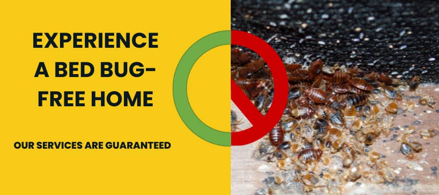 experience a bed bug free home