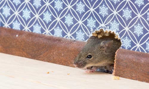 mouse property damage london ontario