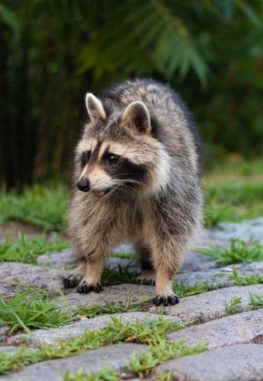 raccoon removal london