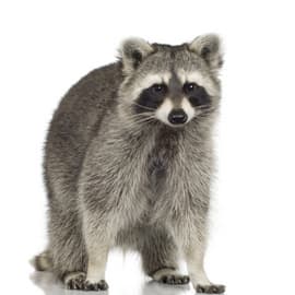 raccoon removal london