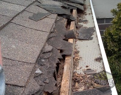 roof raccoon damage london ontario