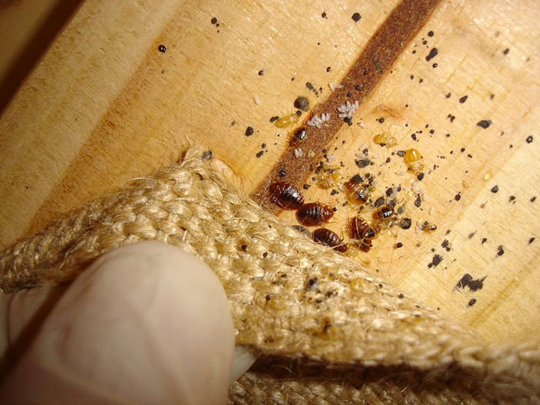 signs of bed bug infestation