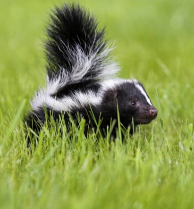 skunk removal london 1