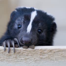 skunk removal london