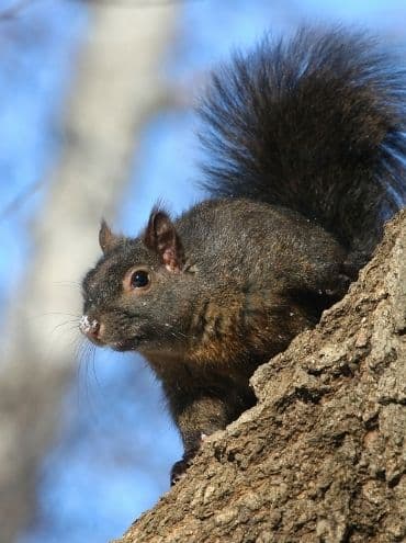 squirrel removal london