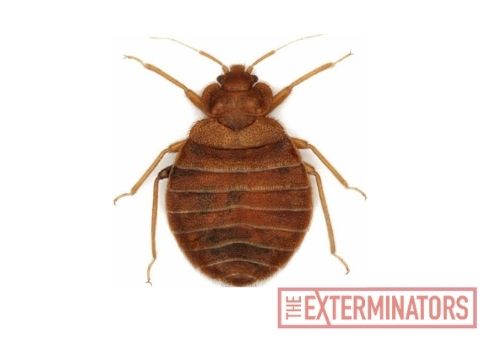 bed bug control london ontario