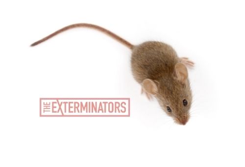 mice exterminator london ontario